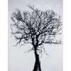 "Charcoal Tree" by Rene